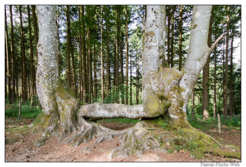 #Pascal-Photo-Web #Saint-Nicolas de Biefs #Paysage #Allier #France #campagne #Puy-de-Dme #patrimoine #touristique #village