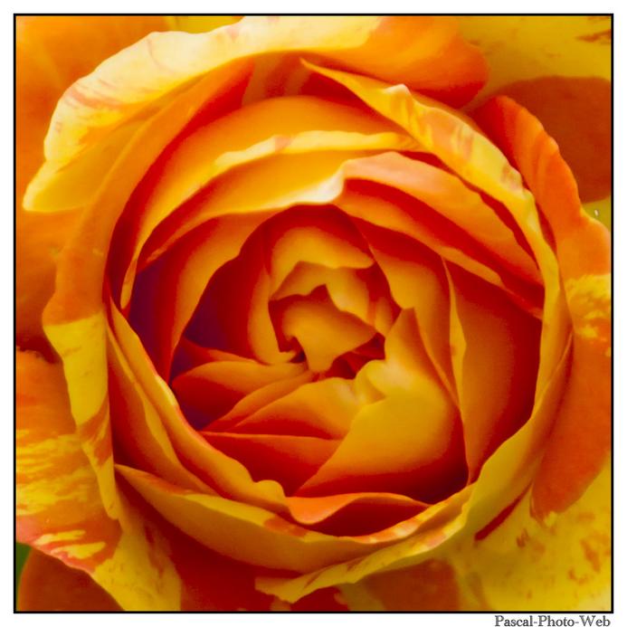 #fleur #pascalphotoweb #rose